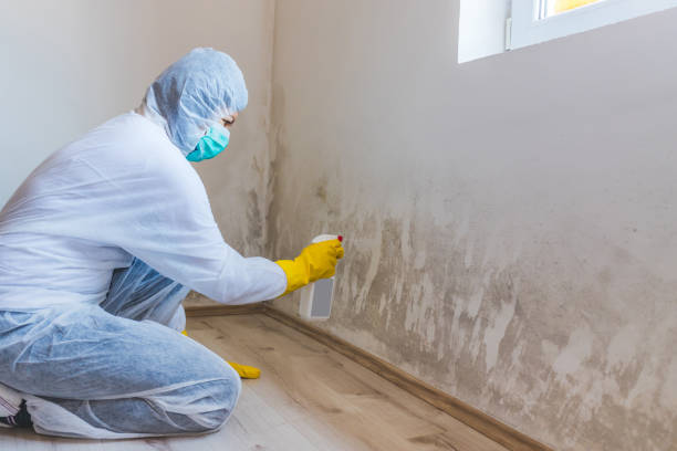 Licensed Black Mold Removal service in Mount Prospect, IL - WQB Mold Removal