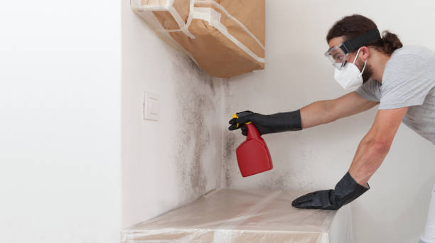 Professional Black Mold Removal technician working in Mount Prospect, IL