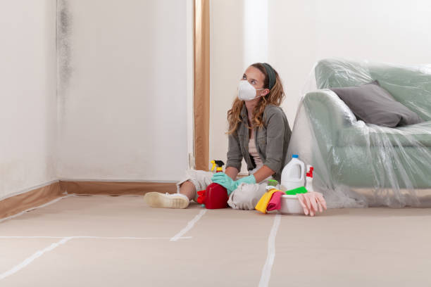 Reliable Black Mold Removal contractor in Mount Prospect, IL by WQB Mold Removal