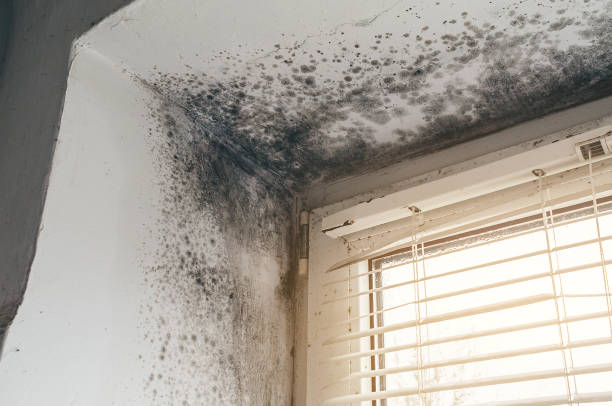 Affordable Black Mold Removal solutions in Mount Prospect, IL